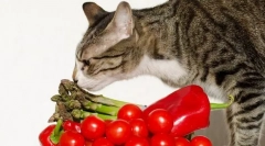 Естествена храна за котка